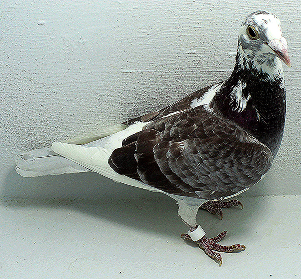 Band: AU 20051 FOYS 2025